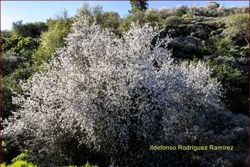 Manto de tonos blancos y rosas en Gran Canaria (Reportaje gráfico de Ildefonso Rodríguez)